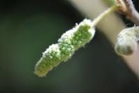 Papírovník čínský (Broussonetia papyrifera)