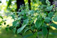 Pustoryl věncový (Philadelphus coronarius)