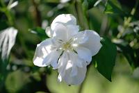 Pustoryl věncový (Philadelphus coronarius)