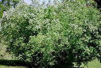 Pustoryl věncový (Philadelphus coronarius)