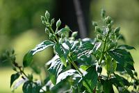 Pustoryl věncový (Philadelphus coronarius)