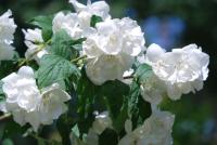Pustoryl věncový (Philadelphus coronarius)