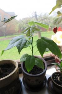 Brachychiton discolor (Brachychiton discolor)