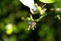 Citronečník trojlistý (Poncirus trifoliata)