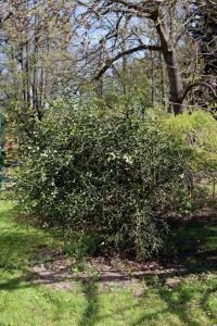 Citronečník trojlistý (Poncirus trifoliata)