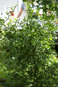 Citronečník trojlistý (Poncirus trifoliata)