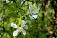 Citronečník trojlistý (Poncirus trifoliata)