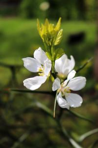 Citronečník trojlistý (Poncirus trifoliata)