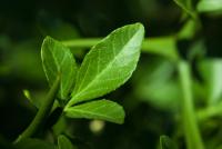 Citronečník trojlistý (Poncirus trifoliata)