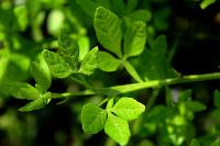 Citronečník trojlistý (Poncirus trifoliata)