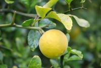 Citronečník trojlistý (Poncirus trifoliata)