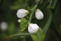 Citronečník trojlistý (Poncirus trifoliata)