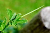Citronečník trojlistý (Poncirus trifoliata)