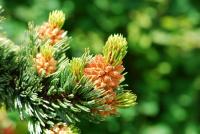 Borovice osinatá - jarní přírůstky (Pinus aristata)