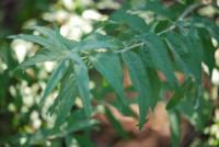 Komule střídavolistá (Buddleja alternifolia)