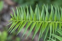 Ostrolistec kopinatý (Cunninghamia lanceolata)