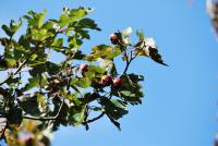 Hloh peřenoklaný (Crataegus pinnatifida)