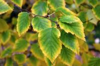 Bříza papírovitá (Betula papyrifera)