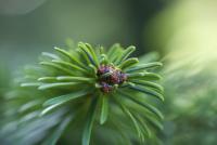 Jedle kavkazská (Abies nordmanniana)