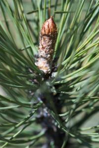 Borovice Coulterova (Pinus coulteri)