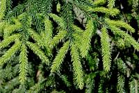 Smrk východní 'Aurea' (Picea orientalis)