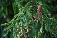 Smrk východní 'Aurea' (Picea orientalis)