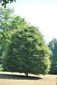 Buk lesní 'Aspleniifolia' (Fagus sylvatica)