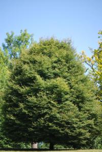 Buk lesní 'Aspleniifolia' (Fagus sylvatica)