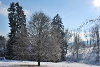 Buk lesní 'Aspleniifolia' (Fagus sylvatica)