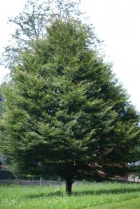 Buk lesní 'Aspleniifolia' (Fagus sylvatica)
