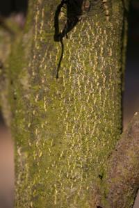 Buk lesní 'Rohanii' (Fagus sylvatica)