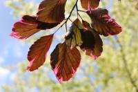 Buk lesní 'Roseomarginata' (Fagus sylvatica)