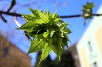 Dlanitec pestrý (Kalopanax pictus)