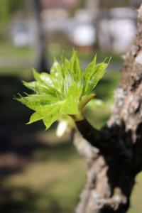 Dlanitec pestrý (Kalopanax pictus)