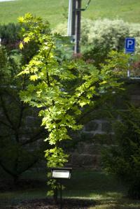 Dlanitec pestrý (Kalopanax pictus)