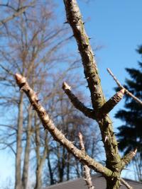 Dlanitec pestrý (Kalopanax pictus)