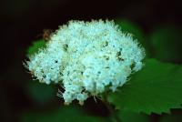 Kalina zubatá (Viburnum dentatum)
