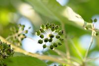 Dlanitec pestrý (Kalopanax pictus)