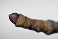 Dlanitec pestrý (Kalopanax pictus)