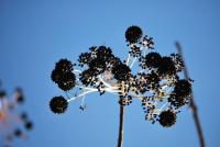 Dlanitec pestrý (Kalopanax pictus)