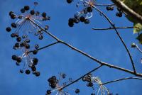 Dlanitec pestrý (Kalopanax pictus)