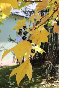 Dlanitec pestrý (Kalopanax pictus)