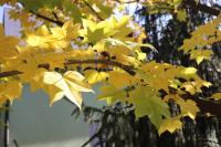 Dlanitec pestrý (Kalopanax pictus)