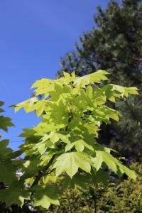 Dlanitec pestrý - olistění (Kalopanax pictus)