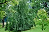 Buk lesní 'Pendula' (Fagus sylvatica)