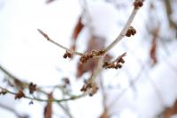 Vilín měkký (Hamamelis mollis)