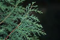 Cypřiš Bakerův (Cupressus bakeri)