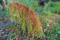 Tisovec vystoupavý - podzimní habitus (Taxodium ascendens)