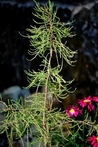 Tisovec vystoupavý (Taxodium ascendens)