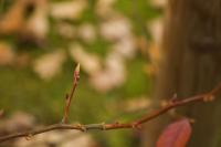 Stevarcie čínská (Stewartia sinensis)